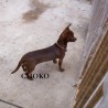 CHOKO